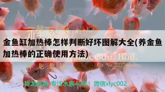 金魚缸加熱棒怎樣判斷好壞圖解大全(養(yǎng)金魚加熱棒的正確使用方法)