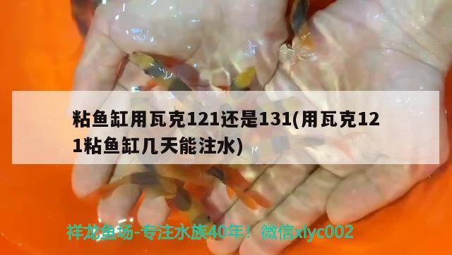 粘魚缸用瓦克121還是131(用瓦克121粘魚缸幾天能注水) 白子黃化銀龍魚