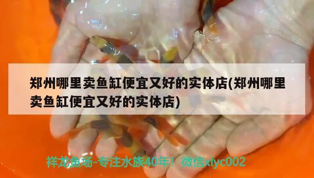 鄭州哪里賣魚缸便宜又好的實體店(鄭州哪里賣魚缸便宜又好的實體店) 豬鼻龜