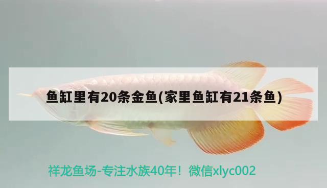 魚(yú)缸里有20條金魚(yú)(家里魚(yú)缸有21條魚(yú))