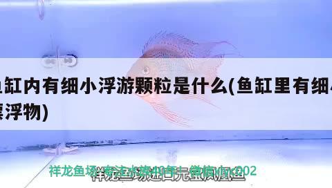 魚(yú)缸內(nèi)有細(xì)小浮游顆粒是什么(魚(yú)缸里有細(xì)小漂浮物) 孵化器