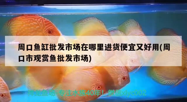 周口魚缸批發(fā)市場在哪里進(jìn)貨便宜又好用(周口市觀賞魚批發(fā)市場) 觀賞魚批發(fā)