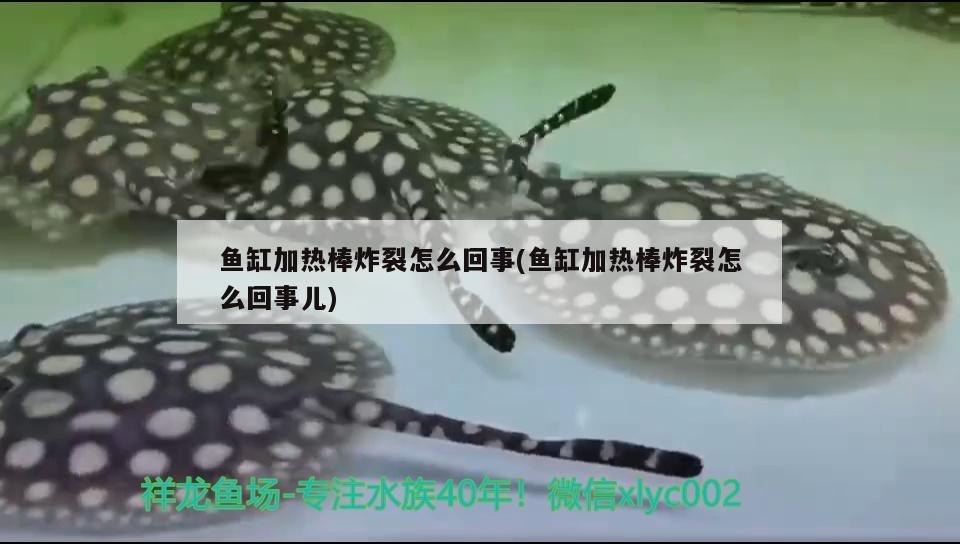 魚缸加熱棒炸裂怎么回事(魚缸加熱棒炸裂怎么回事兒) 古典過背金龍魚