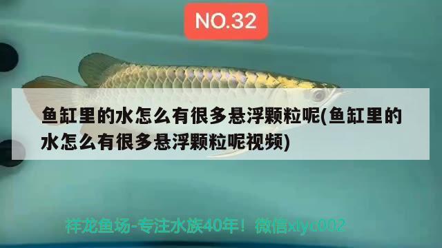 魚(yú)缸里的水怎么有很多懸浮顆粒呢(魚(yú)缸里的水怎么有很多懸浮顆粒呢視頻) 黑帝王魟魚(yú)