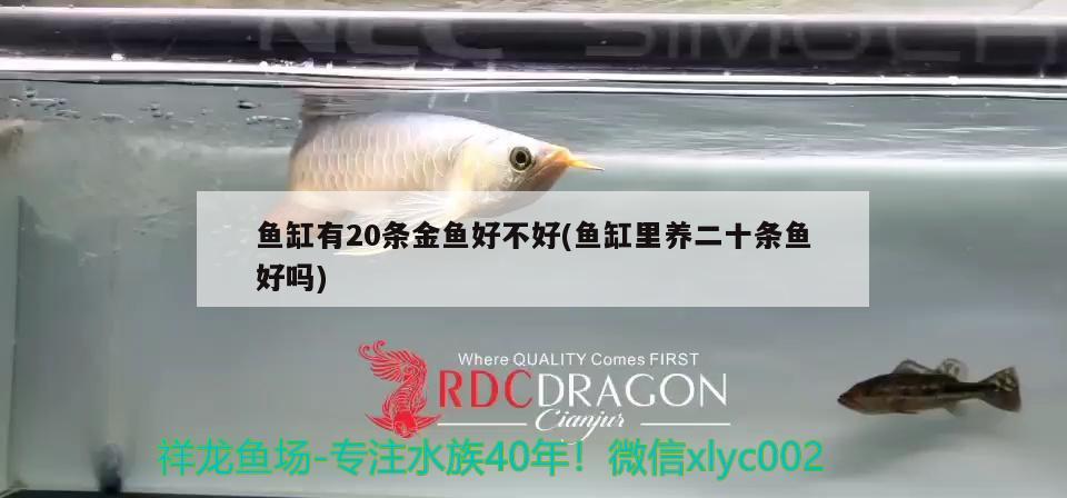 魚缸有20條金魚好不好(魚缸里養(yǎng)二十條魚好嗎)