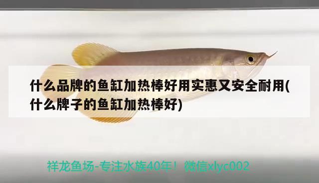 什么品牌的魚(yú)缸加熱棒好用實(shí)惠又安全耐用(什么牌子的魚(yú)缸加熱棒好) 鸚鵡魚(yú)