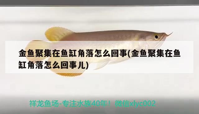 金魚聚集在魚缸角落怎么回事(金魚聚集在魚缸角落怎么回事兒) 委內瑞拉奧里諾三間魚苗