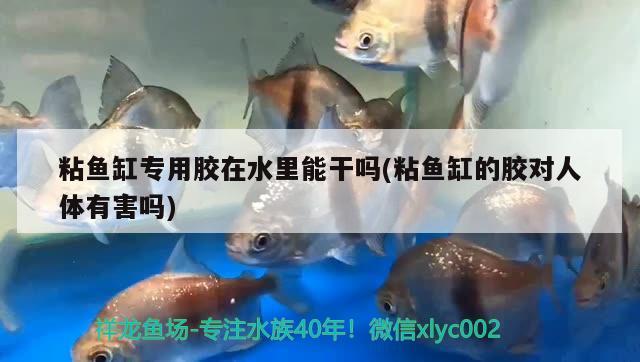 粘魚缸專用膠在水里能干嗎(粘魚缸的膠對人體有害嗎) 祥龍水族護(hù)理水 第3張