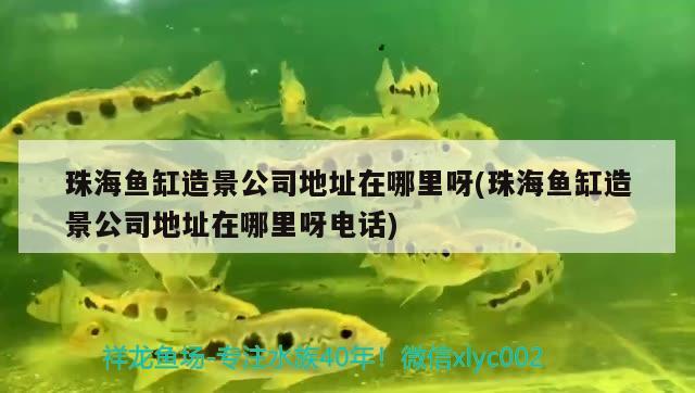 珠海魚缸造景公司地址在哪里呀(珠海魚缸造景公司地址在哪里呀電話)