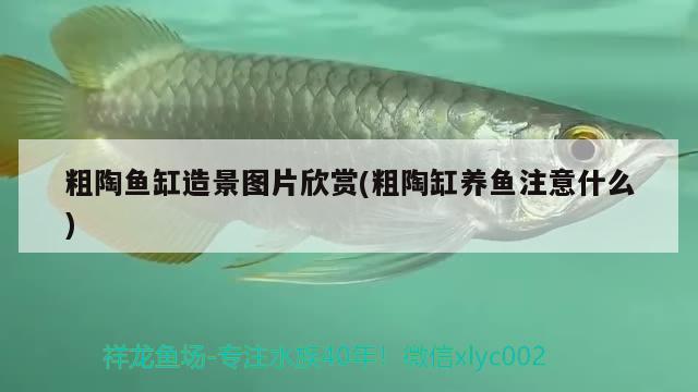 粗陶魚缸造景圖片欣賞(粗陶缸養(yǎng)魚注意什么)