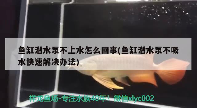 魚缸潛水泵不上水怎么回事(魚缸潛水泵不吸水快速解決辦法)