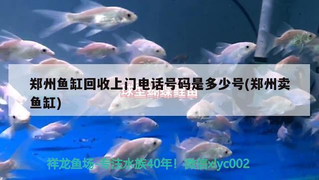 鄭州魚缸回收上門電話號碼是多少號(鄭州賣魚缸)