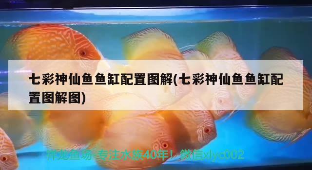 七彩神仙魚魚缸配置圖解(七彩神仙魚魚缸配置圖解圖)