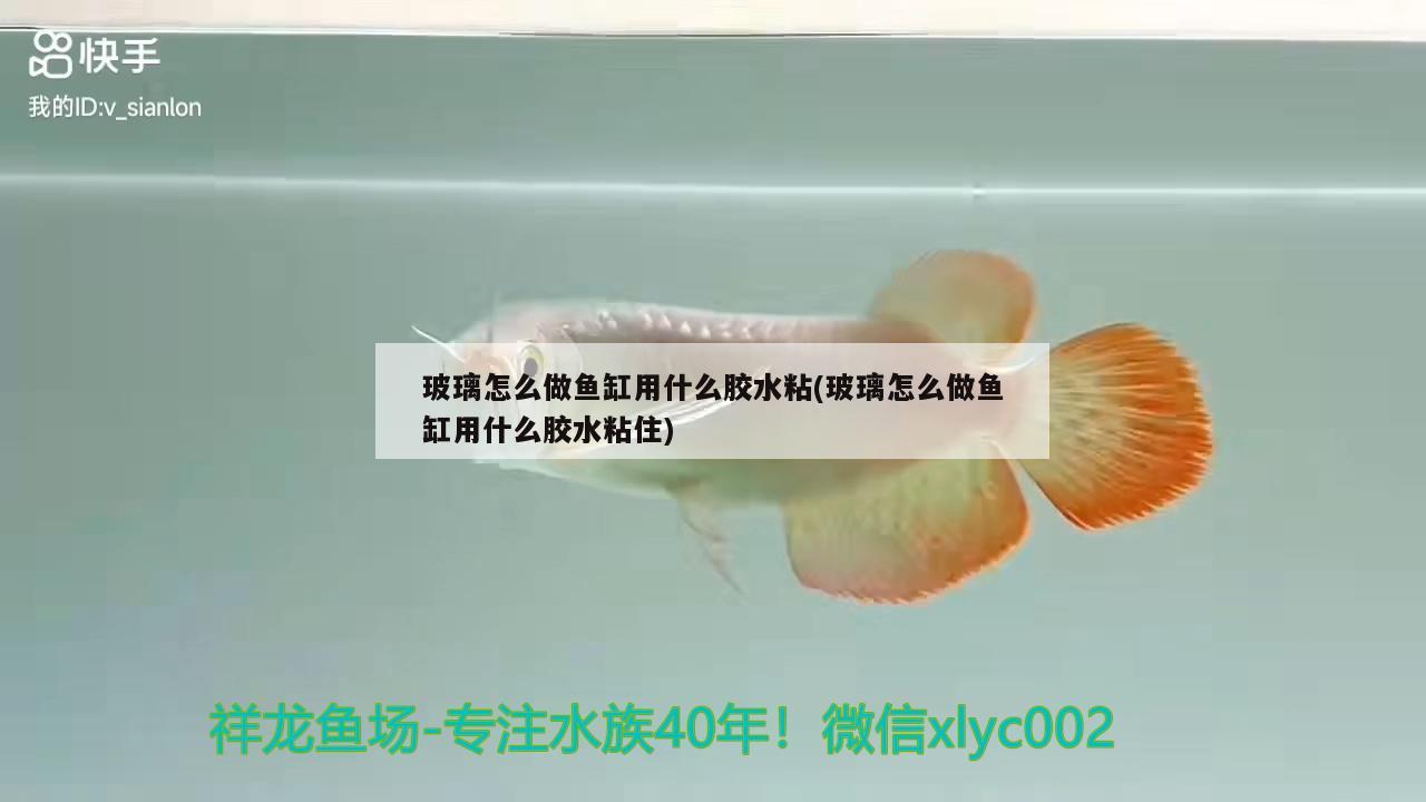 玻璃怎么做魚缸用什么膠水粘(玻璃怎么做魚缸用什么膠水粘住) 和尚魚