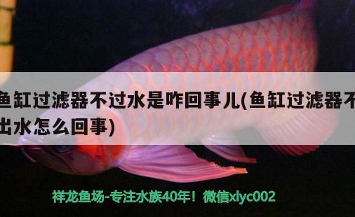 魚缸過濾器不過水是咋回事兒(魚缸過濾器不出水怎么回事) 白子關(guān)刀魚苗