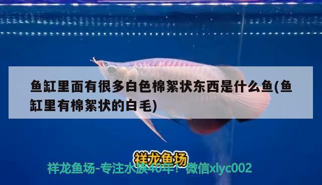 魚缸里面有很多白色棉絮狀東西是什么魚(魚缸里有棉絮狀的白毛) 紅尾平克魚