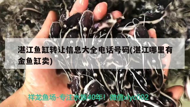 湛江魚缸轉(zhuǎn)讓信息大全電話號(hào)碼(湛江哪里有金魚缸賣) 羅漢魚