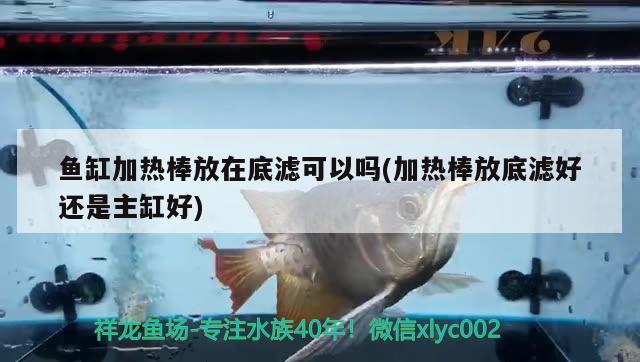 魚缸加熱棒放在底濾可以嗎(加熱棒放底濾好還是主缸好) 觀賞魚批發(fā)