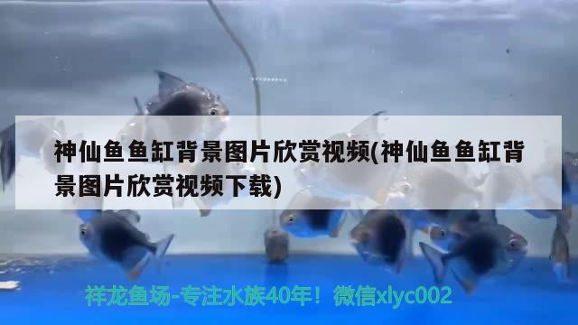 神仙魚魚缸背景圖片欣賞視頻(神仙魚魚缸背景圖片欣賞視頻下載)