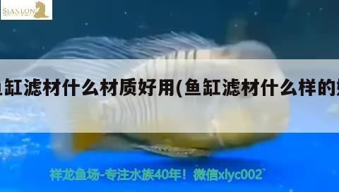 魚缸濾材什么材質(zhì)好用(魚缸濾材什么樣的好) 黃寬帶蝴蝶魚