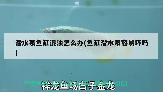 潛水泵魚缸混濁怎么辦(魚缸潛水泵容易壞嗎)