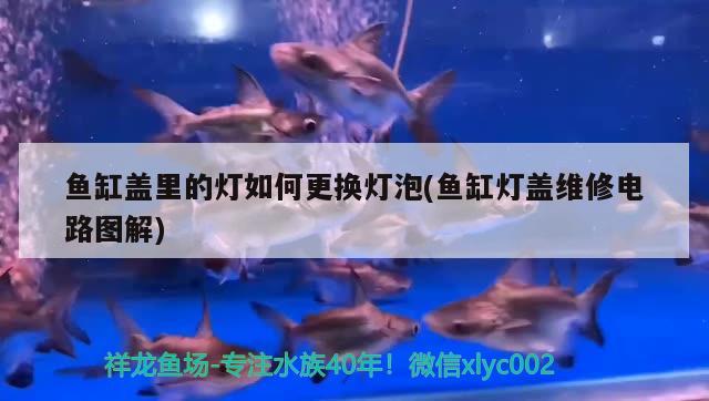 魚缸蓋里的燈如何更換燈泡(魚缸燈蓋維修電路圖解) BD魟魚