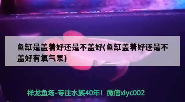 魚缸是蓋著好還是不蓋好(魚缸蓋著好還是不蓋好有氧氣泵)