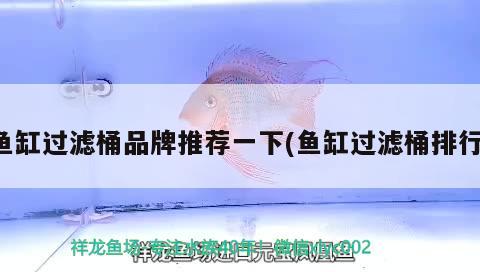 魚缸過濾桶品牌推薦一下(魚缸過濾桶排行) 成吉思汗鯊（球鯊）魚 第3張