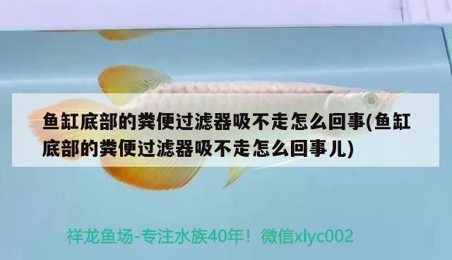 魚缸底部的糞便過濾器吸不走怎么回事(魚缸底部的糞便過濾器吸不走怎么回事兒)