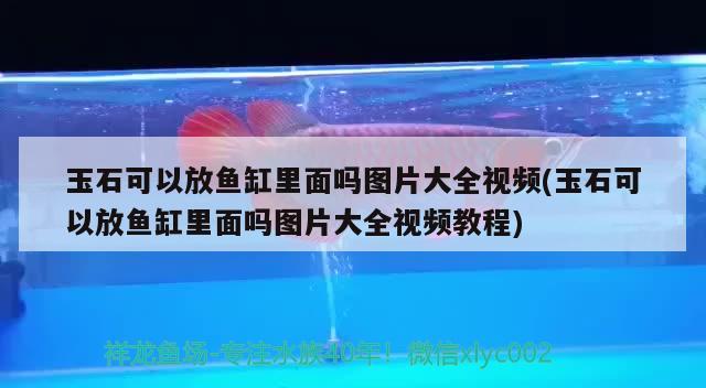 玉石可以放魚缸里面嗎圖片大全視頻(玉石可以放魚缸里面嗎圖片大全視頻教程)