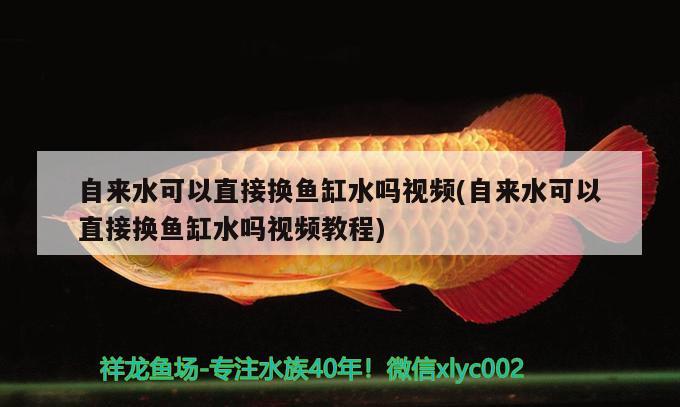 自來水可以直接換魚缸水嗎視頻(自來水可以直接換魚缸水嗎視頻教程) 白化火箭