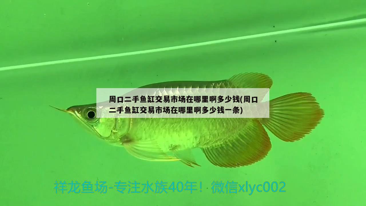 周口二手魚缸交易市場在哪里啊多少錢(周口二手魚缸交易市場在哪里啊多少錢一條)