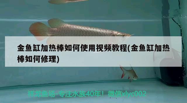 金魚缸加熱棒如何使用視頻教程(金魚缸加熱棒如何修理) 帝王三間魚