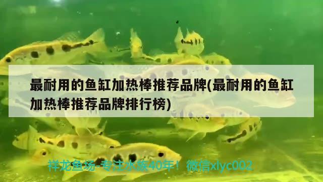 最耐用的魚缸加熱棒推薦品牌(最耐用的魚缸加熱棒推薦品牌排行榜) 非洲象鼻魚