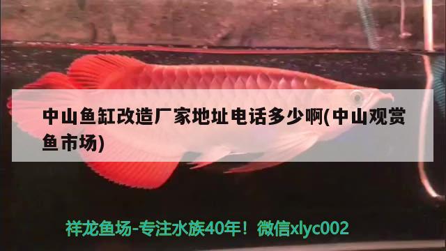 中山魚缸改造廠家地址電話多少啊(中山觀賞魚市場(chǎng))