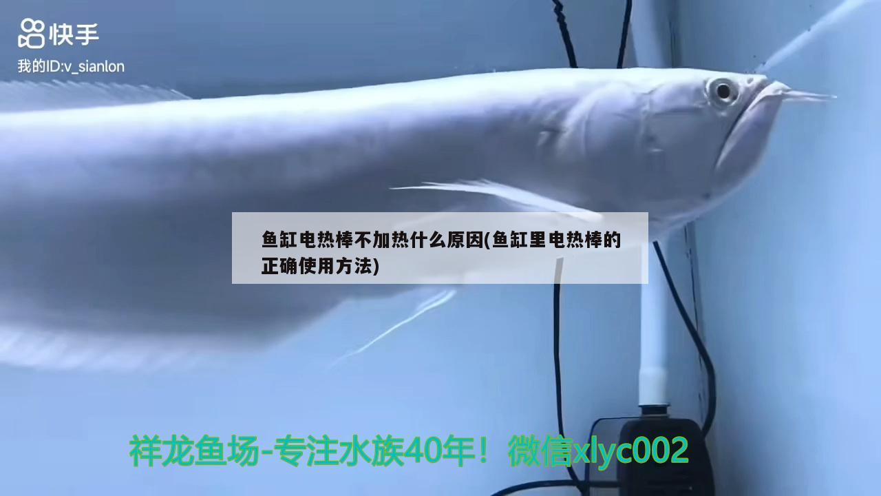 魚缸電熱棒不加熱什么原因(魚缸里電熱棒的正確使用方法) 白子紅龍魚