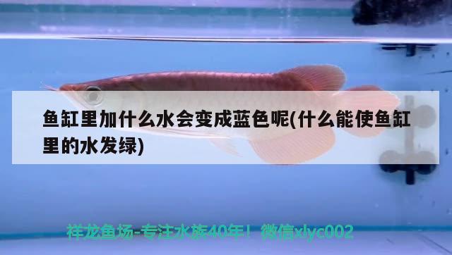 魚缸里加什么水會變成藍(lán)色呢(什么能使魚缸里的水發(fā)綠) 森森魚缸