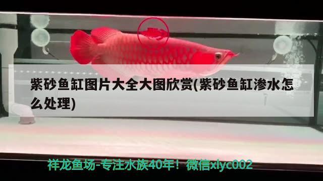 紫砂魚缸圖片大全大圖欣賞(紫砂魚缸滲水怎么處理) 玫瑰銀版魚