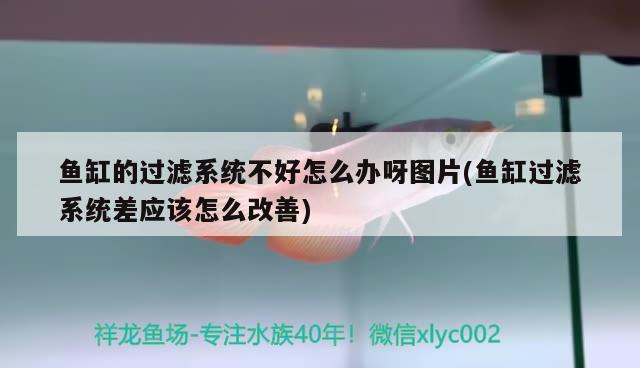 魚缸的過濾系統(tǒng)不好怎么辦呀圖片(魚缸過濾系統(tǒng)差應(yīng)該怎么改善) 觀賞魚市場（混養(yǎng)魚）