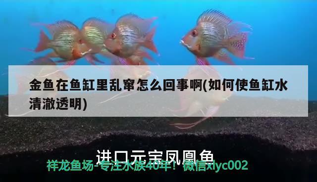 金魚在魚缸里亂竄怎么回事啊(如何使魚缸水清澈透明)