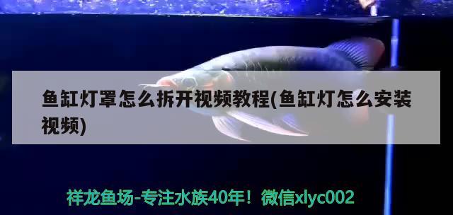 魚缸燈罩怎么拆開視頻教程(魚缸燈怎么安裝視頻) 虎魚魚苗