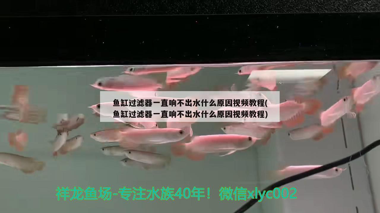 魚缸過濾器一直響不出水什么原因視頻教程(魚缸過濾器一直響不出水什么原因視頻教程)