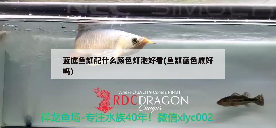 藍底魚缸配什么顏色燈泡好看(魚缸藍色底好嗎)