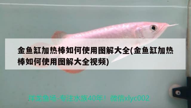 金魚缸加熱棒如何使用圖解大全(金魚缸加熱棒如何使用圖解大全視頻) 觀賞魚水族批發(fā)市場(chǎng)