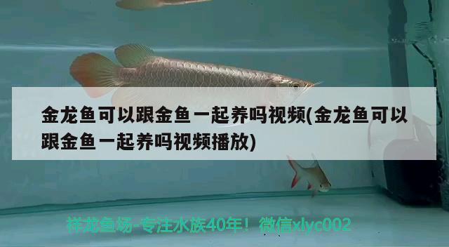 金龍魚可以跟金魚一起養(yǎng)嗎視頻(金龍魚可以跟金魚一起養(yǎng)嗎視頻播放)