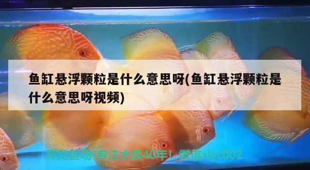 魚缸懸浮顆粒是什么意思呀(魚缸懸浮顆粒是什么意思呀視頻) 泰國(guó)虎魚