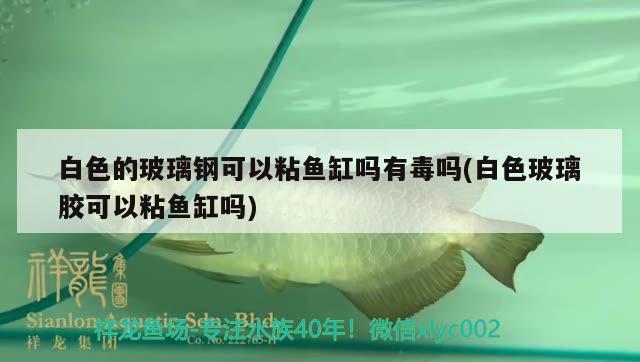 白色的玻璃鋼可以粘魚缸嗎有毒嗎(白色玻璃膠可以粘魚缸嗎)