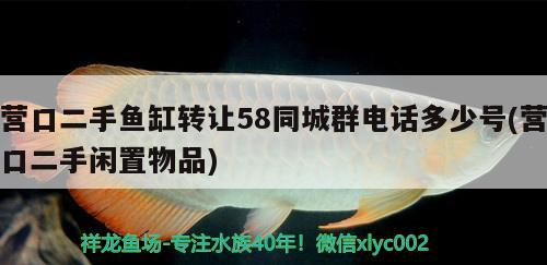 營口二手魚缸轉(zhuǎn)讓58同城群電話多少號(營口二手閑置物品) 赤荔鳳冠魚