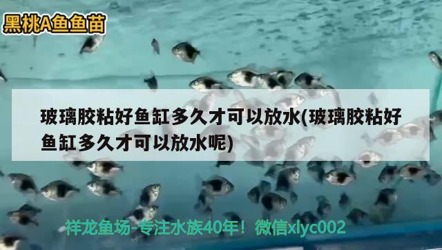 玻璃膠粘好魚缸多久才可以放水(玻璃膠粘好魚缸多久才可以放水呢)