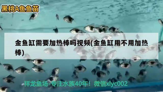 金魚缸需要加熱棒嗎視頻(金魚缸用不用加熱棒)